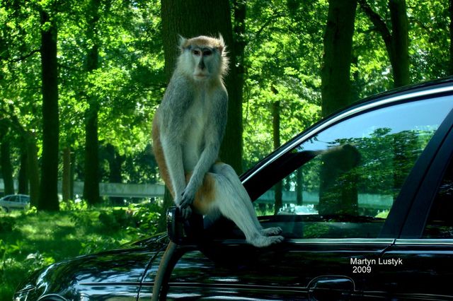 safari park