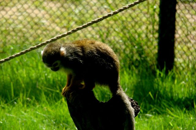 Safari park