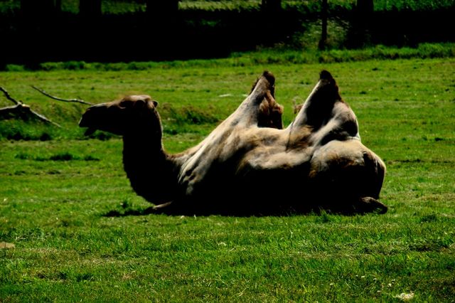 Safari park