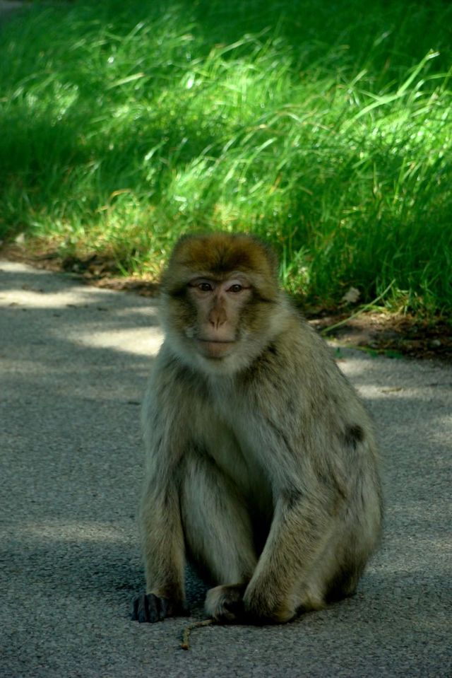 Safari park