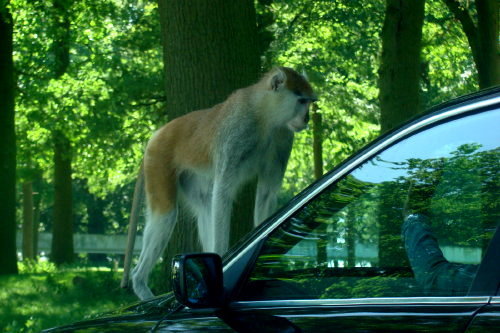 Safari park 