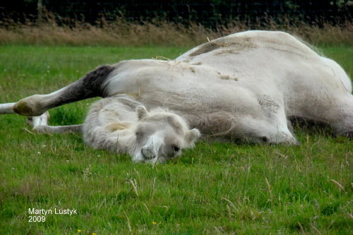 Safari park