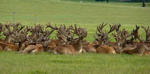 Safari park 