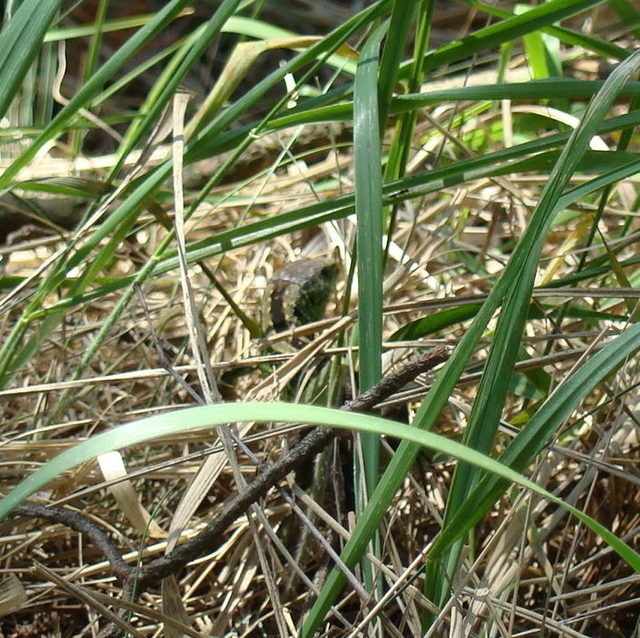 Dsc02085