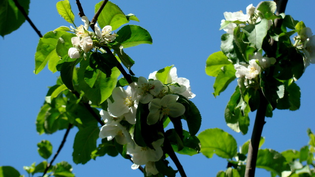 Jabłoń