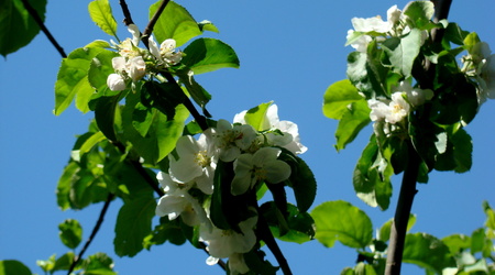 Jabłoń – Pułtusk, Polska
