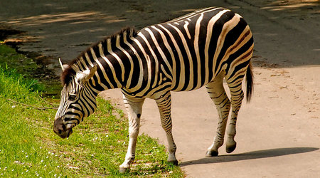 Zebra – Republika Czeska