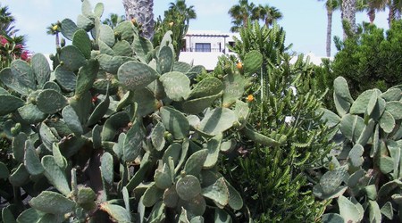 kaktusy – Lanzarote, Hiszpania
