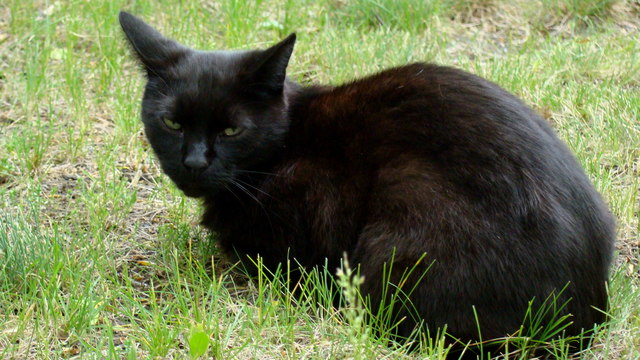 Czarny kot