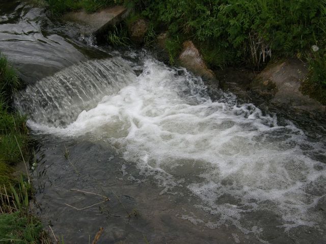 Siniocha
