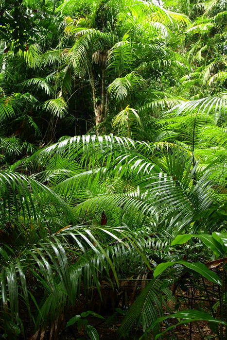 Pólnoc, CookTown? 