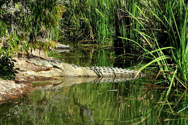 Krokodyl