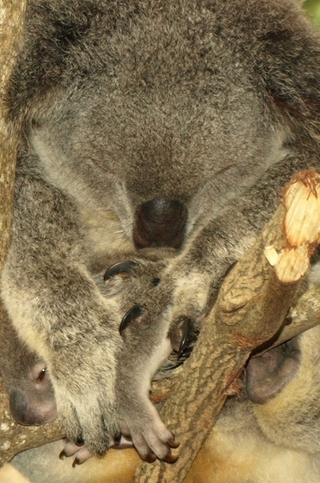 Koala