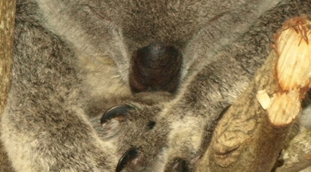 Koala – Australia