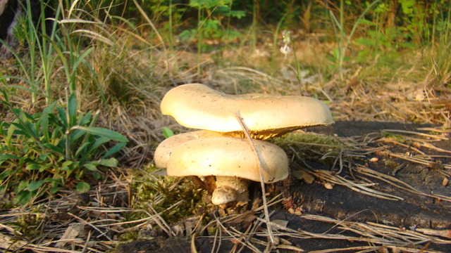 Dsc03949