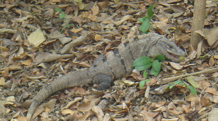 Tulum – Meksyk