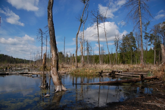 pod drodze Ruciane - Mikołajki