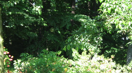 ogród botaniczny – Polska
