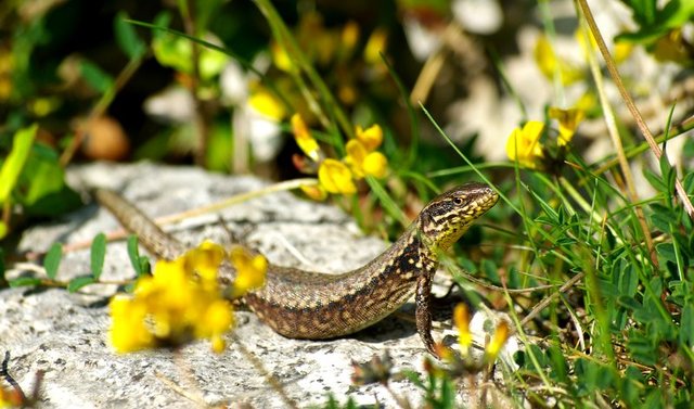 Isle of Portland