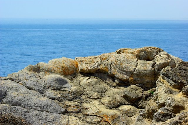 Lulworth Cove - skamieniały las