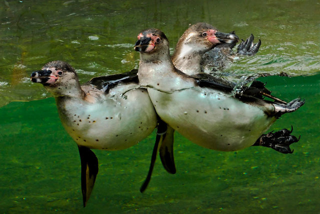 Zoo Liberec 