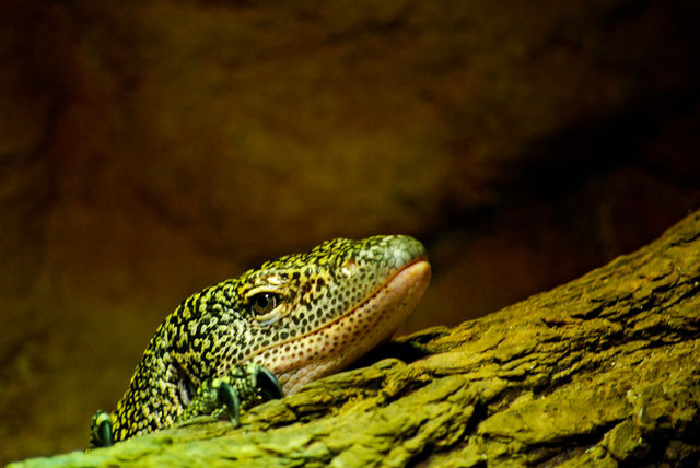 Zoo Liberec 