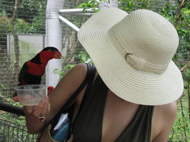 Karmienie ptaków w Jurong Bird Park