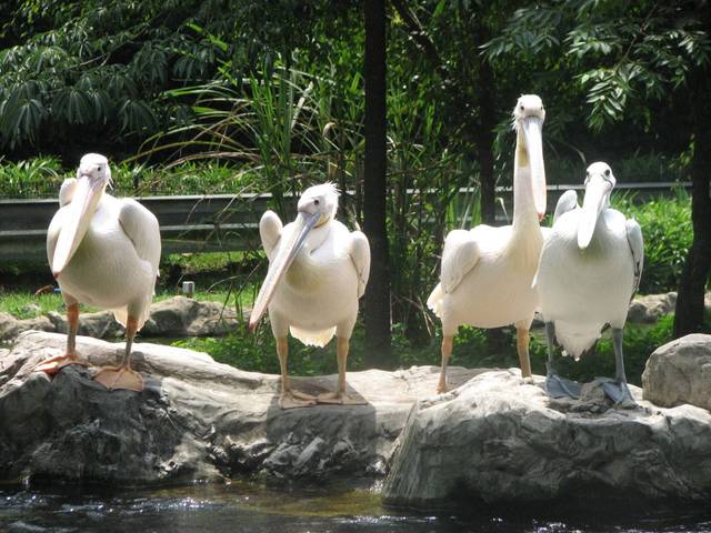Jurong Bird Park