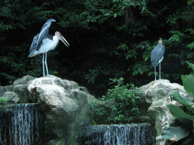 Jurong Bird Park
