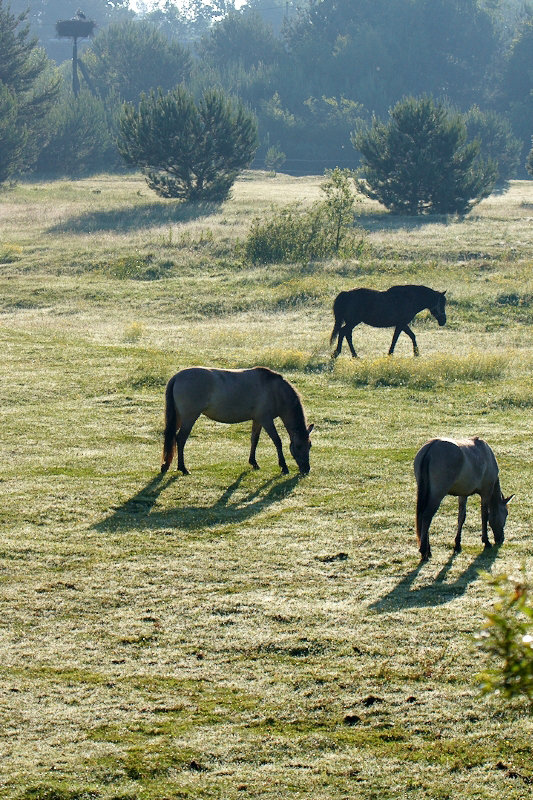 Trzy koniki i bocian
