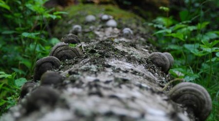Kampinos maj 2009 – Polska
