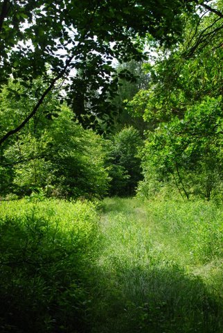 Kampinos maj 2009