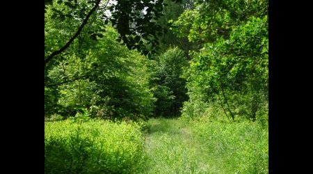 Kampinos maj 2009 – Polska