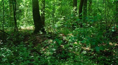 Kampinos maj 2009 – Polska
