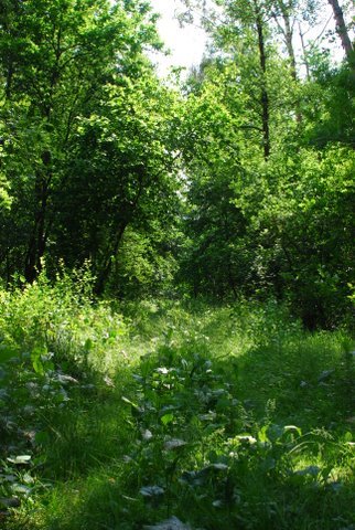 Kampinos maj 2009