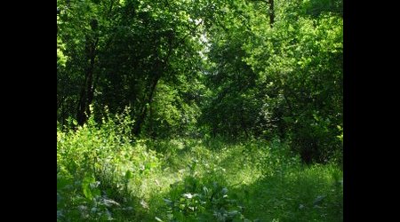 Kampinos maj 2009 – Polska