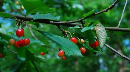 Kampinos maj 2009 – Polska