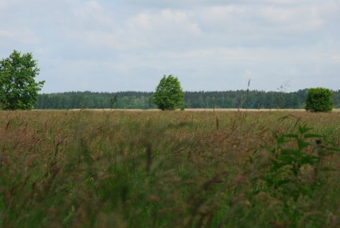 Kampinos maj 2009