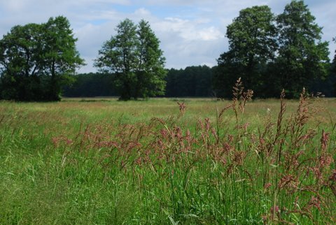 Kampinos maj 2009