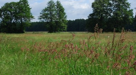 Kampinos maj 2009 – Polska
