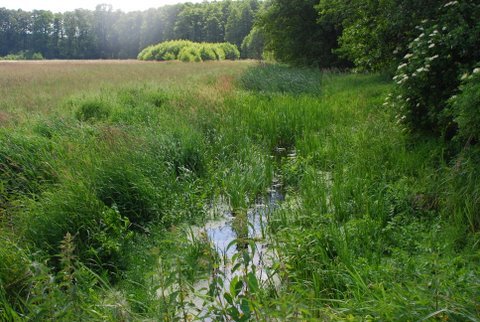 Kampinos maj 2009