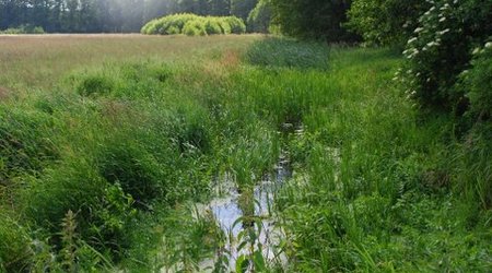 Kampinos maj 2009 – Polska