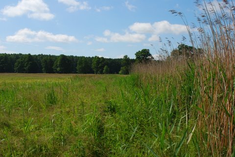 Kampinos maj 2009