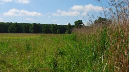 Kampinos maj 2009 – Polska