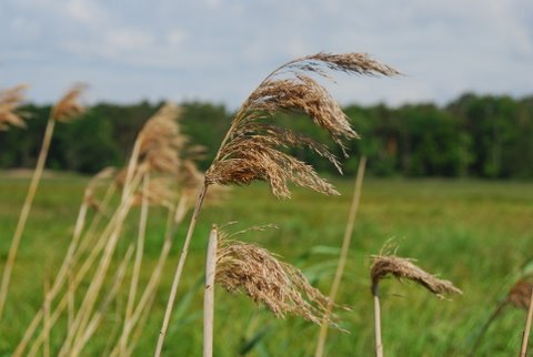 Kampinos maj 2009
