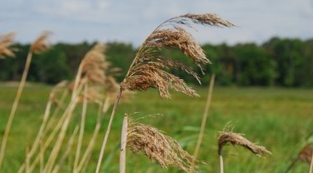 Kampinos maj 2009 – Polska