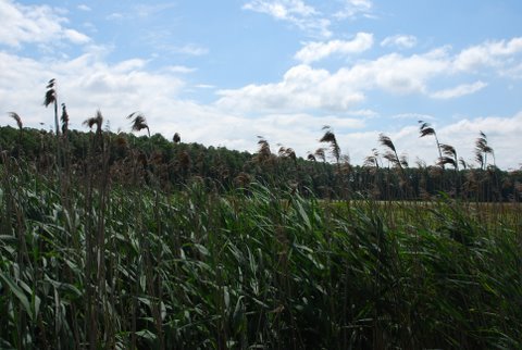 Kampinos maj 2009