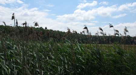 Kampinos maj 2009 – Polska