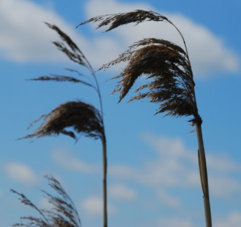 Kampinos maj 2009