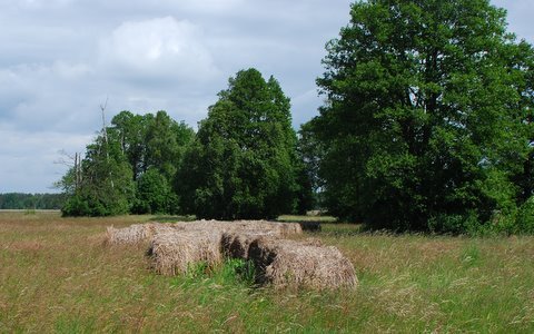 Kampinos maj 2009